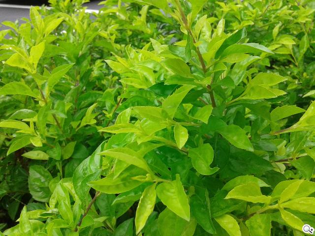 雙核入門百搭機SAMSUNG GALAXY CORE