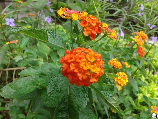 雙核入門百搭機SAMSUNG GALAXY CORE