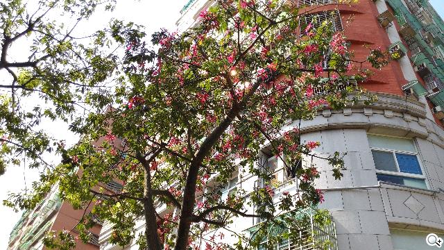 ASUS The New PadFone Infinity攝錄、功能全體驗 ASUS The New PadFone Infinity攝錄、功能全體驗