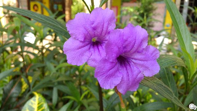 ASUS The New PadFone Infinity攝錄、功能全體驗 ASUS The New PadFone Infinity攝錄、功能全體驗