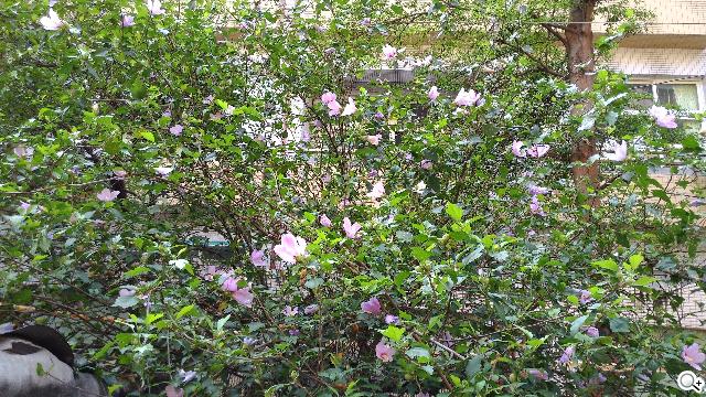 ASUS The New PadFone Infinity攝錄、功能全體驗 ASUS The New PadFone Infinity攝錄、功能全體驗