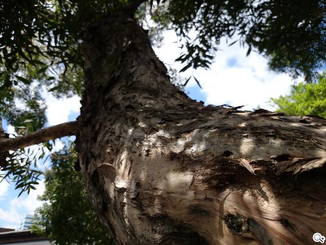 Sony Xperia Z1旗艦「G」鏡頭 攝錄功能總體檢