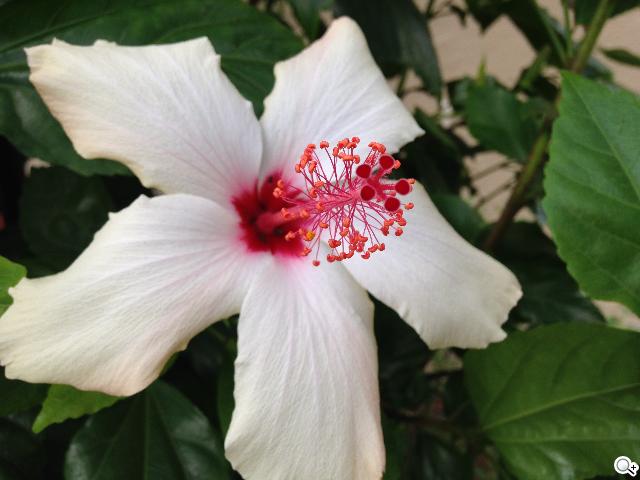 Apple iPhone 5S/5C 美國首賣開箱簡易測