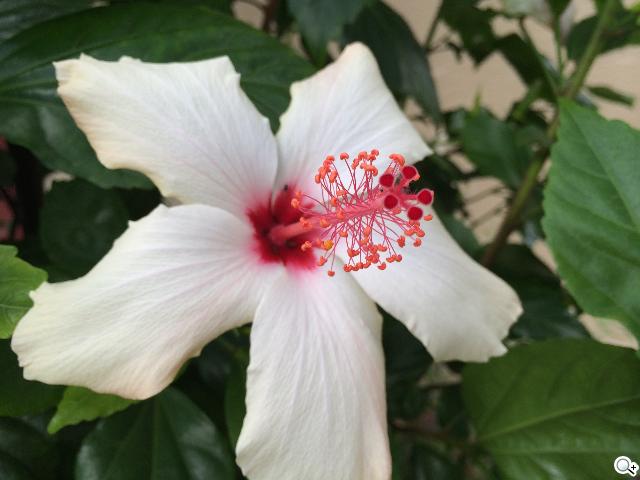 Apple iPhone 5S/5C 美國首賣開箱簡易測