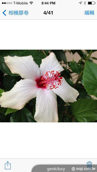 iPhone 5C 宛如裝上保護殼的蘋果手機