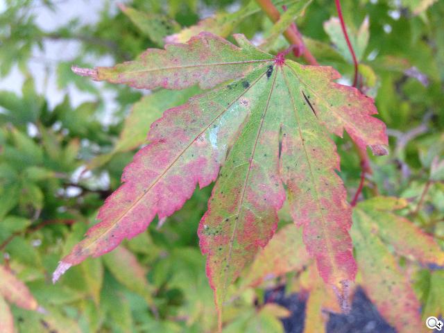 iPhone 5C 宛如裝上保護殼的蘋果手機