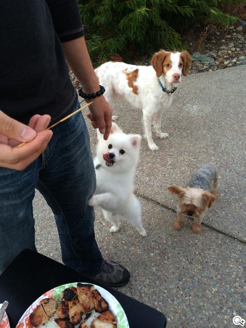 iPhone 5S外型依舊 全新視界更金彩！