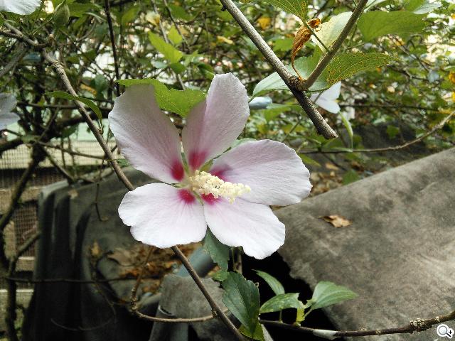 同價格、同尺寸 二代Nexus 7與Fonepad 7怎麼選? 同價格、同尺寸 二代Nexus 7與Fonepad 7怎麼選?