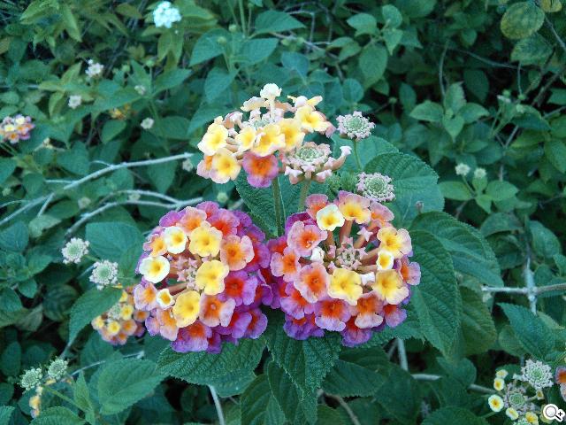 同價格、同尺寸 二代Nexus 7與Fonepad 7怎麼選? 同價格、同尺寸 二代Nexus 7與Fonepad 7怎麼選?