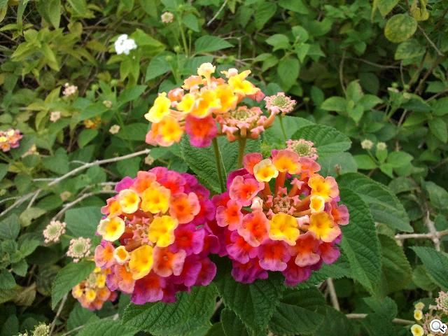 同價格、同尺寸 二代Nexus 7與Fonepad 7怎麼選? 同價格、同尺寸 二代Nexus 7與Fonepad 7怎麼選?