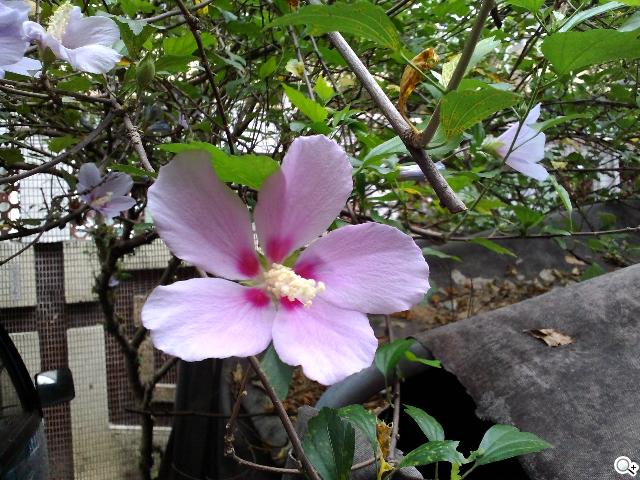 同價格、同尺寸 二代Nexus 7與Fonepad 7怎麼選? 同價格、同尺寸 二代Nexus 7與Fonepad 7怎麼選?