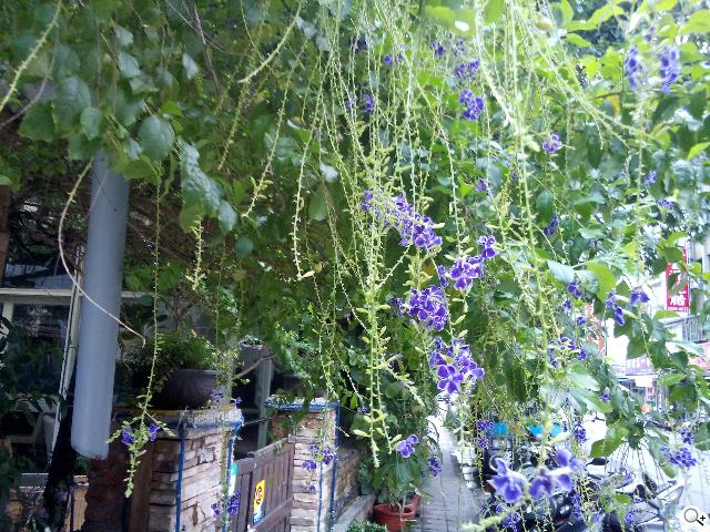 Sony Xperia C雙卡手機 自拍語音導引好逗趣