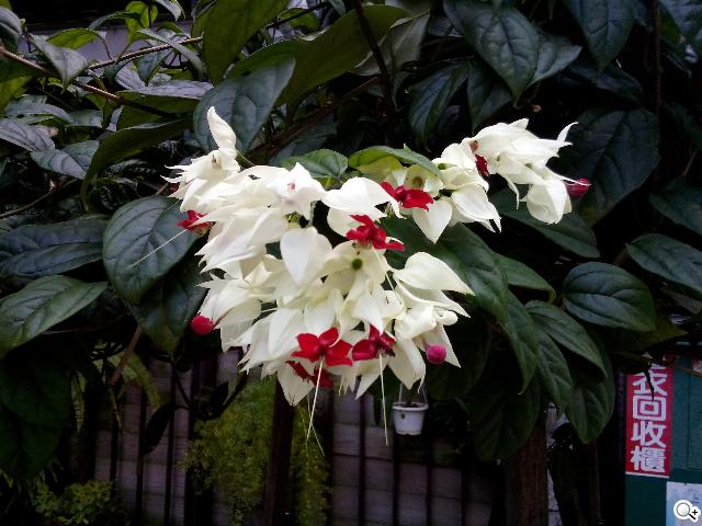 Sony Xperia C雙卡手機 自拍語音導引好逗趣