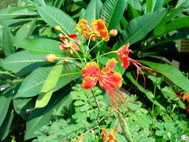 圓潤窄框四核雙卡手機 HUAWEI Ascend G610