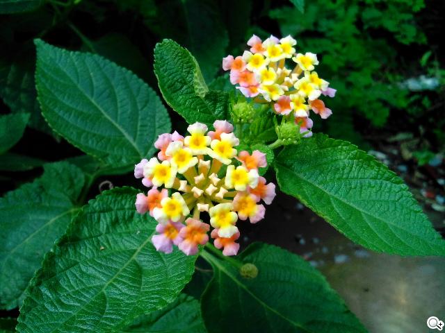 圓潤窄框四核雙卡手機 HUAWEI Ascend G610