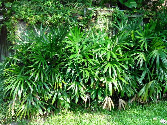 圓潤窄框四核雙卡手機 HUAWEI Ascend G610