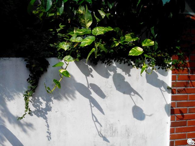 圓潤窄框四核雙卡手機 HUAWEI Ascend G610