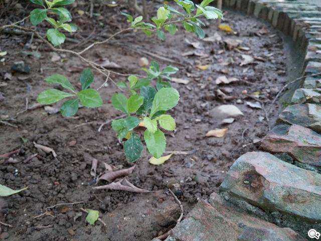 5.2吋樂金旗艦機皇LG G2 後置按鍵獨特體驗