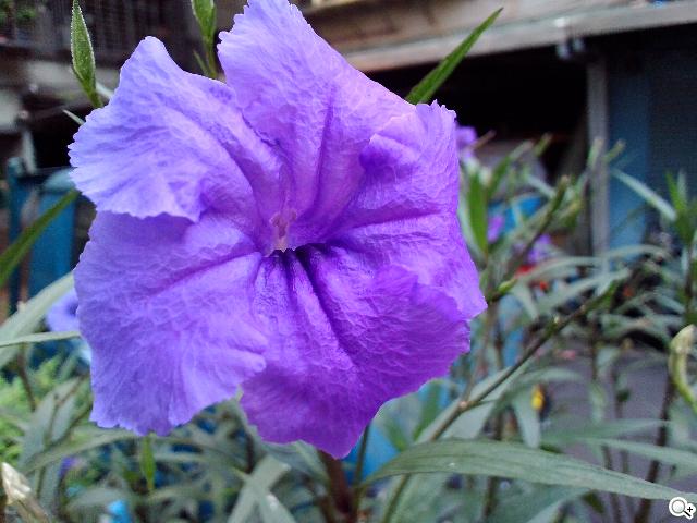 ASUS MeMO Pad 8平價優質8吋平板