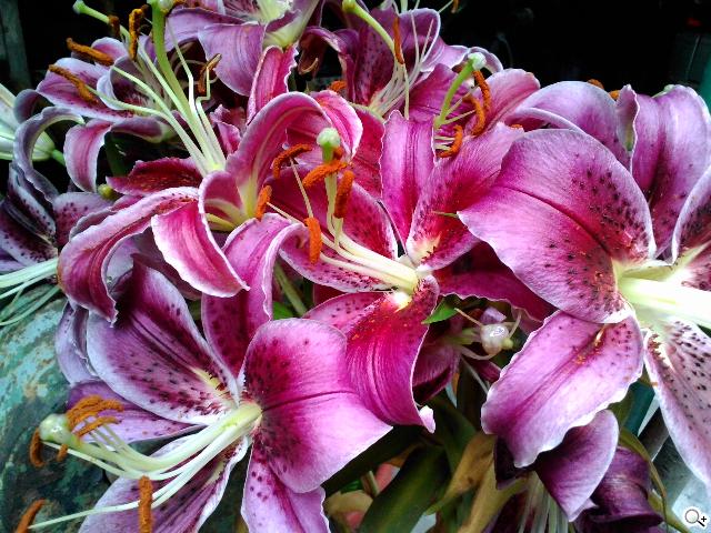 ASUS MeMO Pad 8平價優質8吋平板