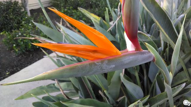 Moto 新紀元！Moto X 完整實測