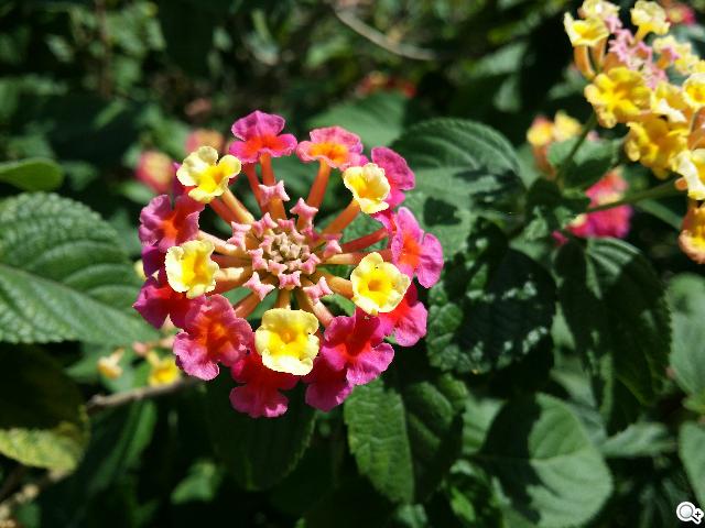 三星Note 3 LTE效能攝錄實測 與3G版比較分析