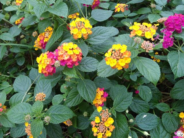 平板手機 跨界筆寫 ASUS Fonepad Note 6