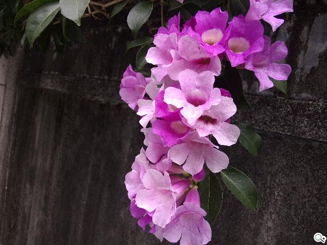 平板手機 跨界筆寫 ASUS Fonepad Note 6