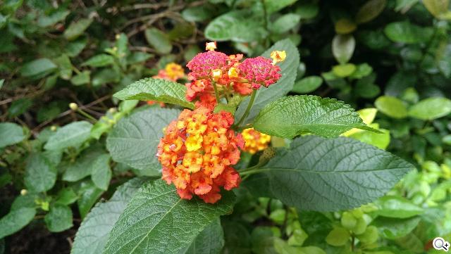 指紋辨識5.9吋金屬巨砲 HTC One Max實測