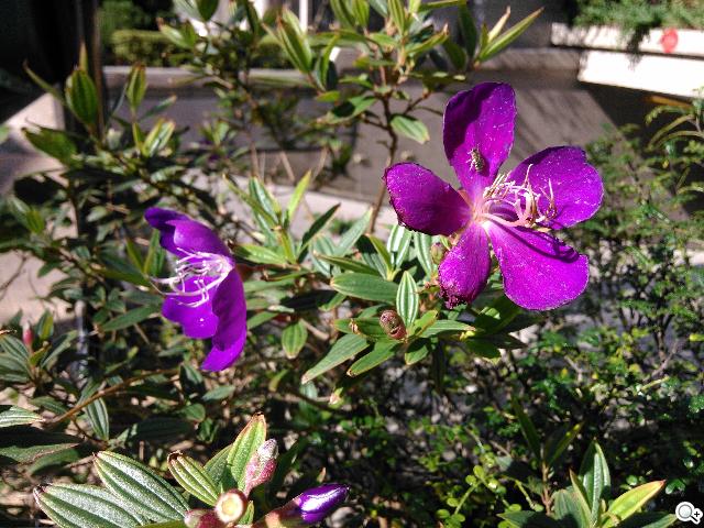 實現三方通話 GSmart Simba SX1大螢幕雙卡機