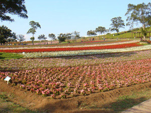 500萬畫素超值觸控手機LG GT505