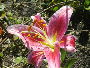 最新NOKIA N9原始實拍畫面公布