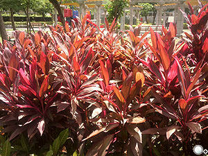 本文章相關圖片