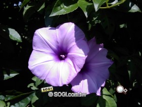 本文章相關圖片