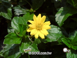 生活防水 隨按即拍 Sony Ericsson C702 生活防水 隨按即拍 Sony Ericsson C702