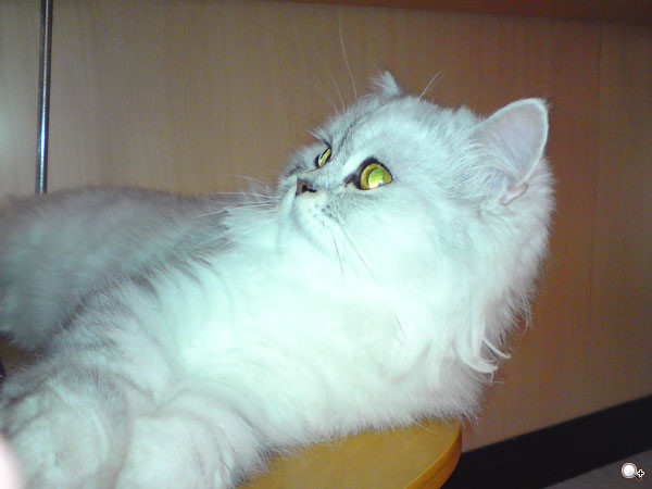 500 萬薄機!Sony Ericsson C902 紅通通開箱文 500 萬薄機!Sony Ericsson C902 紅通通開箱文