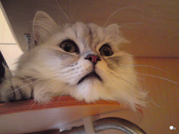 500 萬薄機!Sony Ericsson C902 紅通通開箱文 500 萬薄機!Sony Ericsson C902 紅通通開箱文