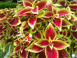 本文章相關圖片