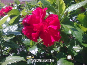 本文章相關圖片