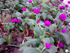 本文章相關圖片