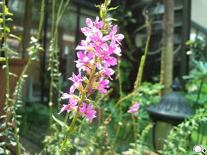 所向披靡!Samsung OMNIA i908 全方位機王 所向披靡!Samsung OMNIA i908 全方位機王