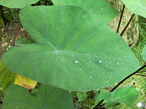 所向披靡!Samsung OMNIA i908 全方位機王 所向披靡!Samsung OMNIA i908 全方位機王