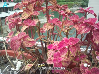 謎底揭曉!五大品牌 500 萬畫素最夯手機圖解 謎底揭曉!五大品牌 500 萬畫素最夯手機圖解