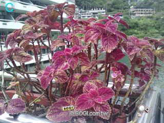 謎底揭曉!五大品牌 500 萬畫素最夯手機圖解 謎底揭曉!五大品牌 500 萬畫素最夯手機圖解