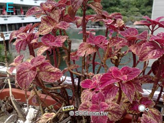 謎底揭曉!五大品牌 500 萬畫素最夯手機圖解 謎底揭曉!五大品牌 500 萬畫素最夯手機圖解