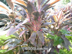 【多媒體解開】520萬畫素AQUOS手機 Sharp 923SH 【多媒體解開】520萬畫素AQUOS手機 Sharp 923SH