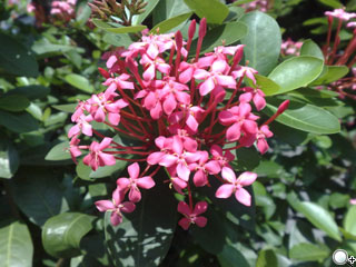 紫色媚惑!500萬相機+S60優質機 Nokia 6220c 紫色媚惑!500萬相機+S60優質機 Nokia 6220c