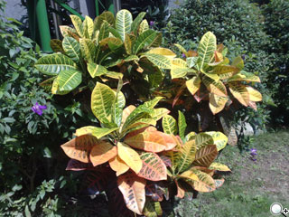 紫色媚惑!500萬相機+S60優質機 Nokia 6220c 紫色媚惑!500萬相機+S60優質機 Nokia 6220c