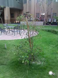 精采快寫!MOTO A1600 二代明變裝再出擊 精采快寫!MOTO A1600 二代明變裝再出擊