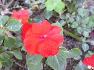 無與倫比!Samsung innov8 i8510 連賽車手也著迷 無與倫比!Samsung innov8 i8510 連賽車手也著迷